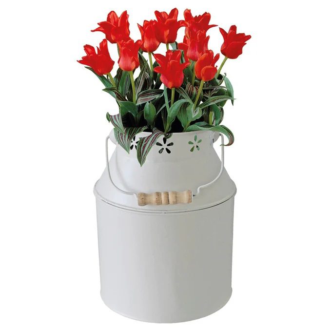 Bees Milkshurn Planter With Tulip Red Riding Bulbs Grow Kit 5055128616799